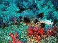 SIMILAN NOV 2008 .PHOTO LORAN (197)